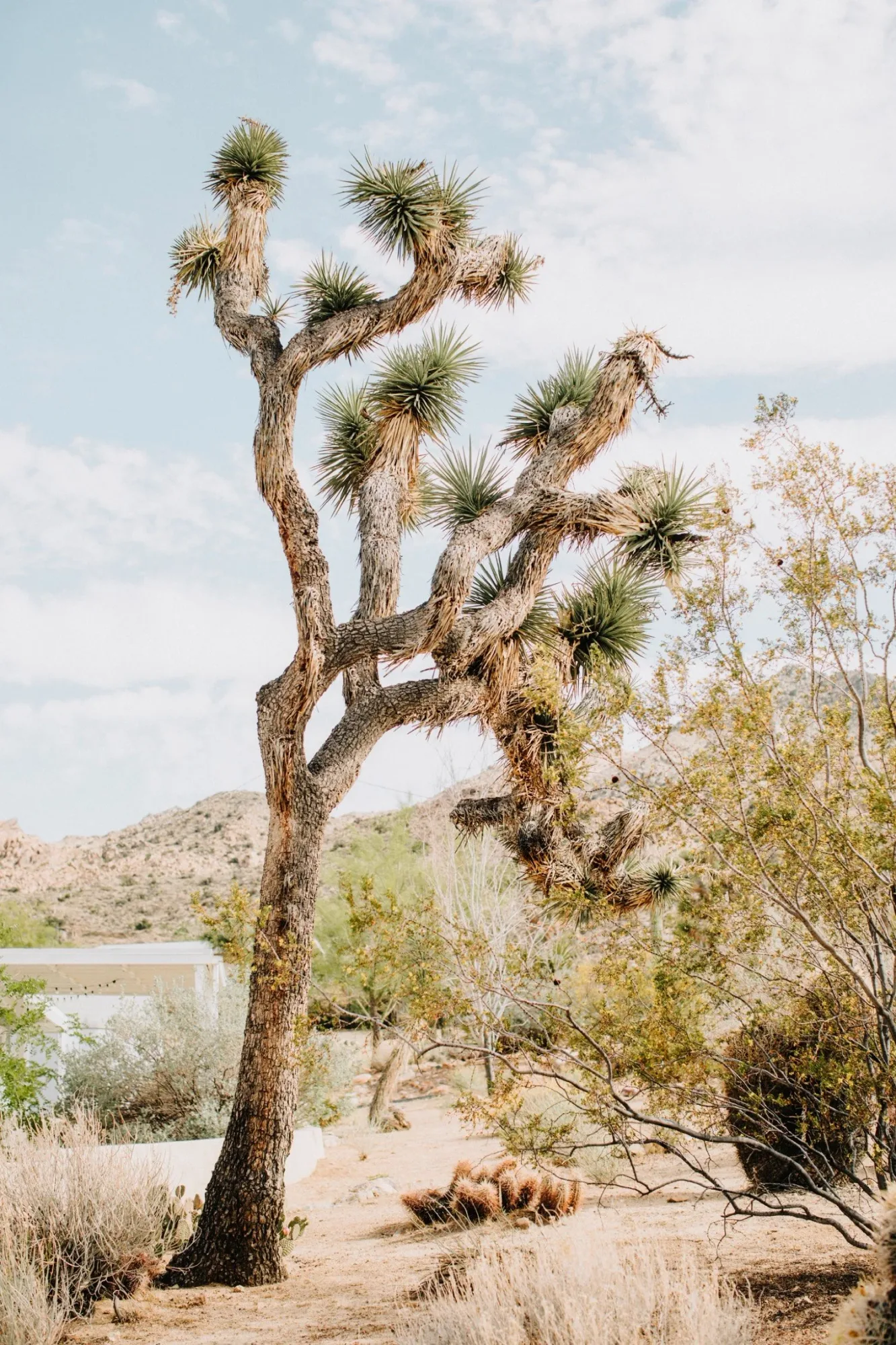 Stephanie + Michael — Cohen House Wedding at Rice — 237