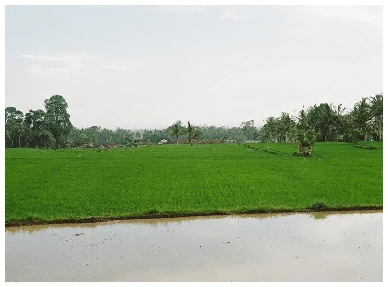 A little Bali on FILM — 5