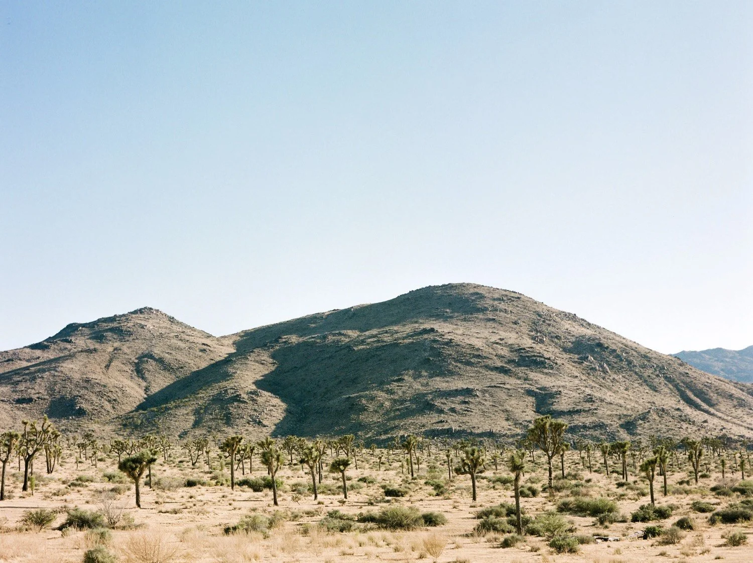 102032010011-2_joshua_trees_in_the_desert_1500.jpg